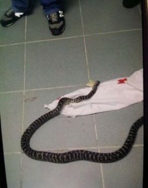 Hallan Serpiente en el Quirófano del Hospital Vinicio Calventi