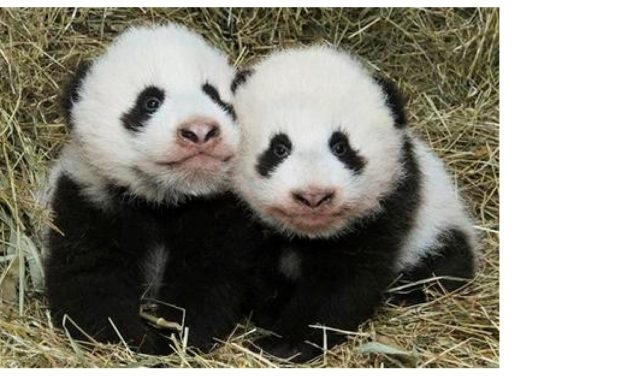 ZOOLOGICO DE VIENA PRESENTA SUS CACHORROS PANDA