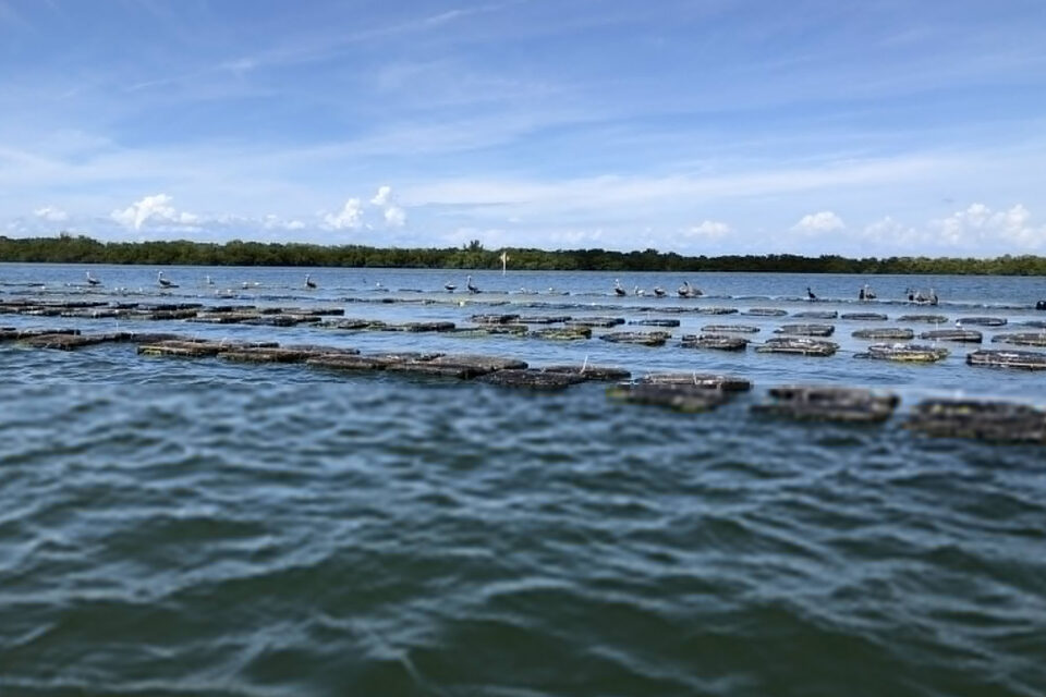 Evacuación en Piney Point, Florida