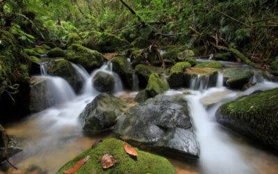 Acusado enfrenta juicio por devastar reserva ecológica protegida