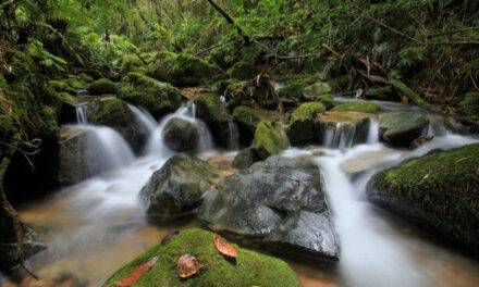 Acusado enfrenta juicio por devastar reserva ecológica protegida