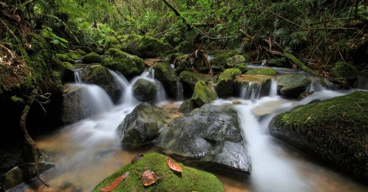 Acusado enfrenta juicio por devastar reserva ecológica protegida